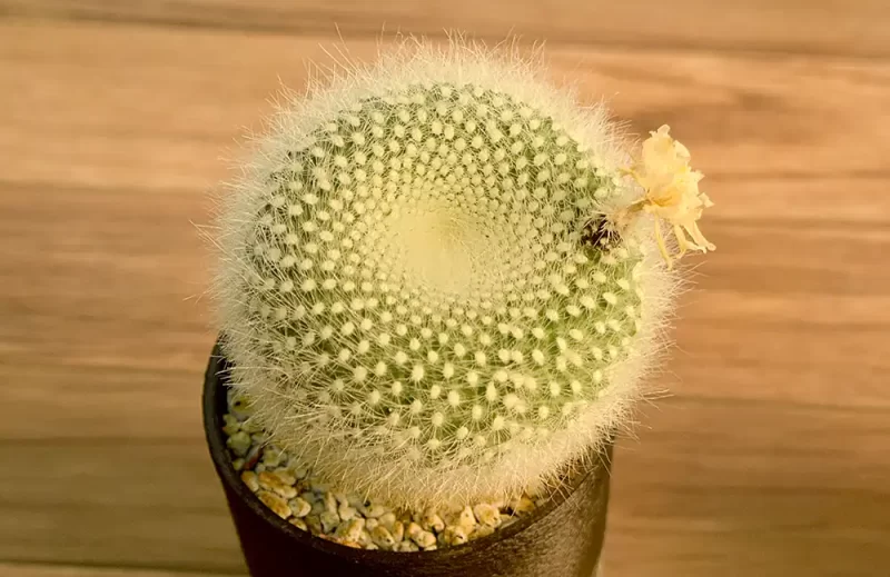 初めて花を咲かせてくれた雪晃