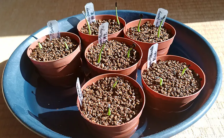 実生栽培 種から育てるアガベ チタノタ ブルー 吉祥天 種まきから発芽までの記録
