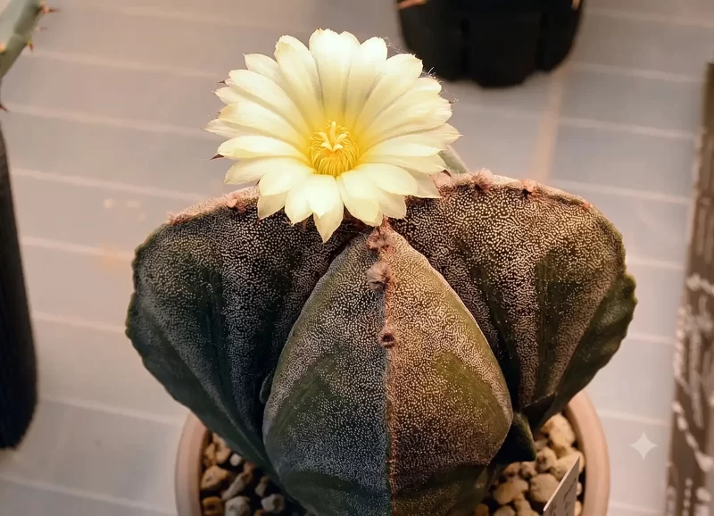 シカクランポーギョクの花